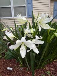 Image result for Crinum jagus