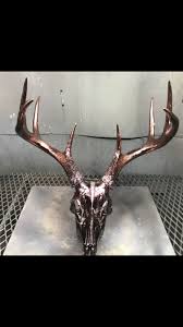 Deer Skull European Mount Cosmichrome Skull W Bronze Die Clear Coat Contact Chrome Werkz Deer Skulls European Mount Bronze