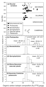 Image result for Elytrophorus globularis
