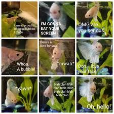 Pearl Is Very Adorable Betta Fish Tank Pet Fish Betta Fish Care