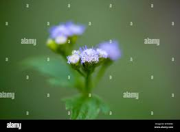 Image result for Vernonia schlechteri