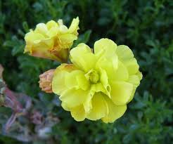 Image result for Oxalis pes-caprae