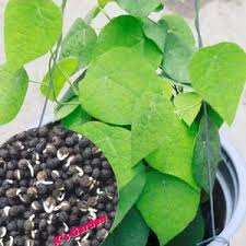 Image result for Tiliacora