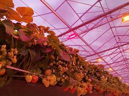 Are coffee grounds good for strawberry plants? Led Grow Lights For Strawberries Oreon