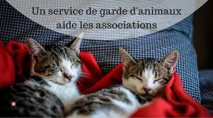 Pour une heure ou plusieurs jours, balades, soins ou simplement jeux. Un Service De Garde D Animaux S Associe Aux Associations De Protection Animale Blog Take Me Home