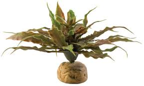 Image result for Exotheca