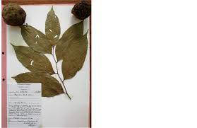 Image result for Panda oleosa