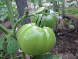 Get the tomato plant out of the original container by holding your fingers around the stem of the plant and flipping the container over. Celebrity Tomato Wikipedia