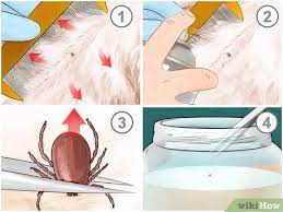 If you come across a tick on your bedding, carpets, or on the floor, you or your dog probably bought it in the house. How To Get Ticks Off Dogs With Pictures Wikihow