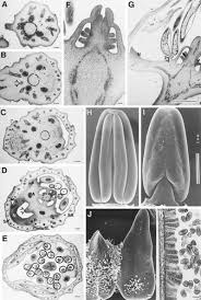 Image result for Bersama swynnertonii