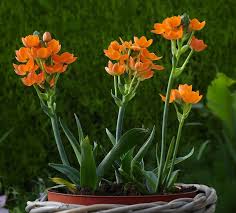 Image result for Ornithogalum