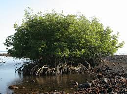 Image result for Rhizophora