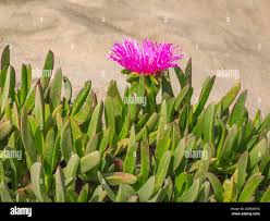 Image result for Aizoaceae
