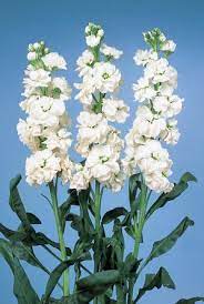 Sakata Ornamentals August Flowers Flowers Perennials Stock Flower
