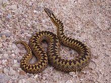 Denne lille boken er fin å ha med seg på tur om man ikke er helt stødig på alle de forskjellige herptilartene i norge. Vipera Berus Wikipedia
