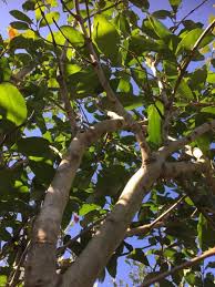 Image result for Combretum erythrophyllum