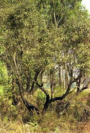 Image result for Agarista salicifolia