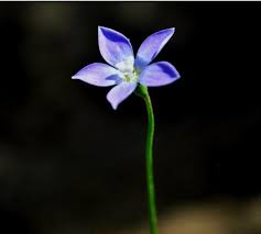 Image result for Wahlenbergia paludicola