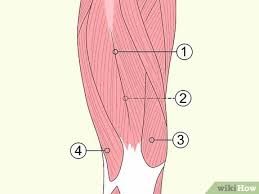 Acute phase treatment of quadriceps strains is focused on minimizing bleeding into the muscles by following the rice principle (rest, ice, compression, and elevation). Quad Strain Symptoms Treatment And Prevention