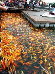 Let S Explore 7107 Islands Postcard Series Large Group Of Koi In Nuvali Outdoor Fish Ponds Fish Pond Gardens Koi Pond Design