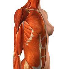 12 photos of the muscles of the chest and abdomen. Female Chest And Abdomen Muscles Split Photograph By Hank Grebe