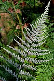 Image result for Pityrogramma