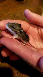 Creek valley critters has a great series of 10 very nice short videos about raising orphan mice. Baby Field Mouse That Ran Into Our Garage His Little Eyes Were Still Closed Illegallysmol