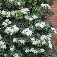 Die kletterhortensie nimmt sich zwar einige jahre zeit, bis die ersten blüten erscheinen; Kletterhortensie Hydrangea Anomala Petiolaris Weiss