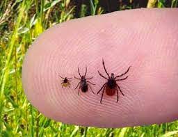 How do i make my yard tick free? How To Get Rid Of Ticks In Your Yard 9 Ways To Kill And Repel Ticks