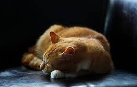 Dar nu pot sa dorm si cand se crapa de ziua hop mi se deschid ochii, sport. Nu PoÈi SÄ Dormi 14 Secrete SÄ Adormi Repede Èi Bine FÄrÄ Pastile Petre Barlea