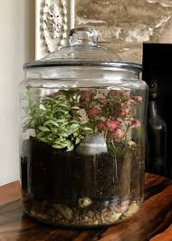 Make Your Own Closed Terrarium Closed Terrarium Plants Nerve Plant Terrarium Plants
