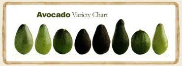 avocado variety chart avocado avocado varieties avocado