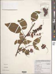 Image result for Allophylus ferrugineus