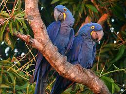 The rainforest alliance works hard to protect rainforests and the biodiversity within them through the sustainable management of tropical forests, restoring degraded land surrounding forests, and protecting rivers and streams. Endangered Animals In The Rainforest Owlcation