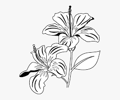 Clipart black and white flowers images. Gumamela Flower Clipart Black And White Flowers Clipart Black And White Png Transparent Png Kindpng