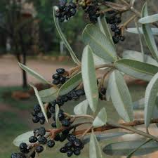 Image result for Ozoroa