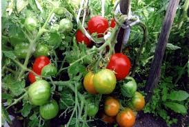 Získáte tak jedinečnou inspiraci ze stovek českých alb, nahraných každý den na rajče. Tomato Summer Garden Charakteristika A Popis Odrudy Vynos S Fotografii