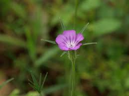 Image result for Cerastium octandrum