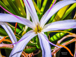 Image result for Crinum verdoorniae