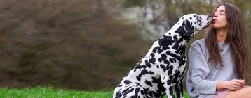 Most content in the stomach is acidic and the acidity could damage not only the esophagus, but also the mouth and teeth. Why Do Dogs Want To Kiss You On The Mouth Wag