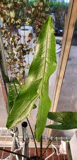 Alokasia zebrina zum kleinen preis hier bestellen. My Newest Leaves On My Alocasia Zebrina Reticulata Aren T Variegated I Ve Had This Plant For A While And Have Had A Few New Leaves Which Were Normal But The Newest Ones Are