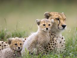 Image result for 獵豹