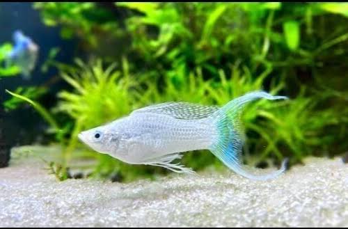 1 PAIR - Molly Fish Platinum White Lyretail - USA Local Breeder | eBay