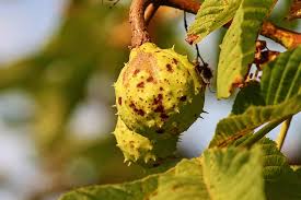 Aesculus hippocastanum, the horse chestnut, is a species of flowering plant in the soapberry and lychee family sapindaceae. Hd Wallpaper Chestnut Chestnut Tree Green Shells Prickly Fruit Leaves Wallpaper Flare