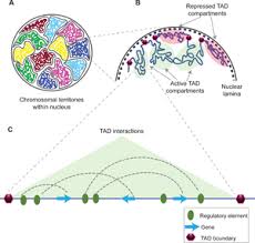 Topologically Associating Domain Wikipedia
