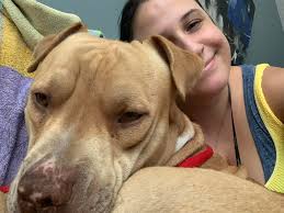 Faun colored male pittie near 205 and mcarthur