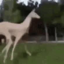 Deer Dancing Gifs Tenor