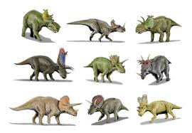 Ceratopsidae Wikipedia My new #tyrannosaurusrex vs #triceratops art commiss'd by @crocholliday was once a #daspletosaurus vs #chasmosaurus sequel to our #thermalpaleoart scene. ceratopsidae wikipedia