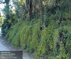 Image result for Asparagus minutiflorus