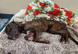 My dog ​​got sick on his birthday, hope everyone can send my dog ​​good  wishes